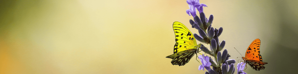 A Transformational Journey from Caterpillar to Butterfly